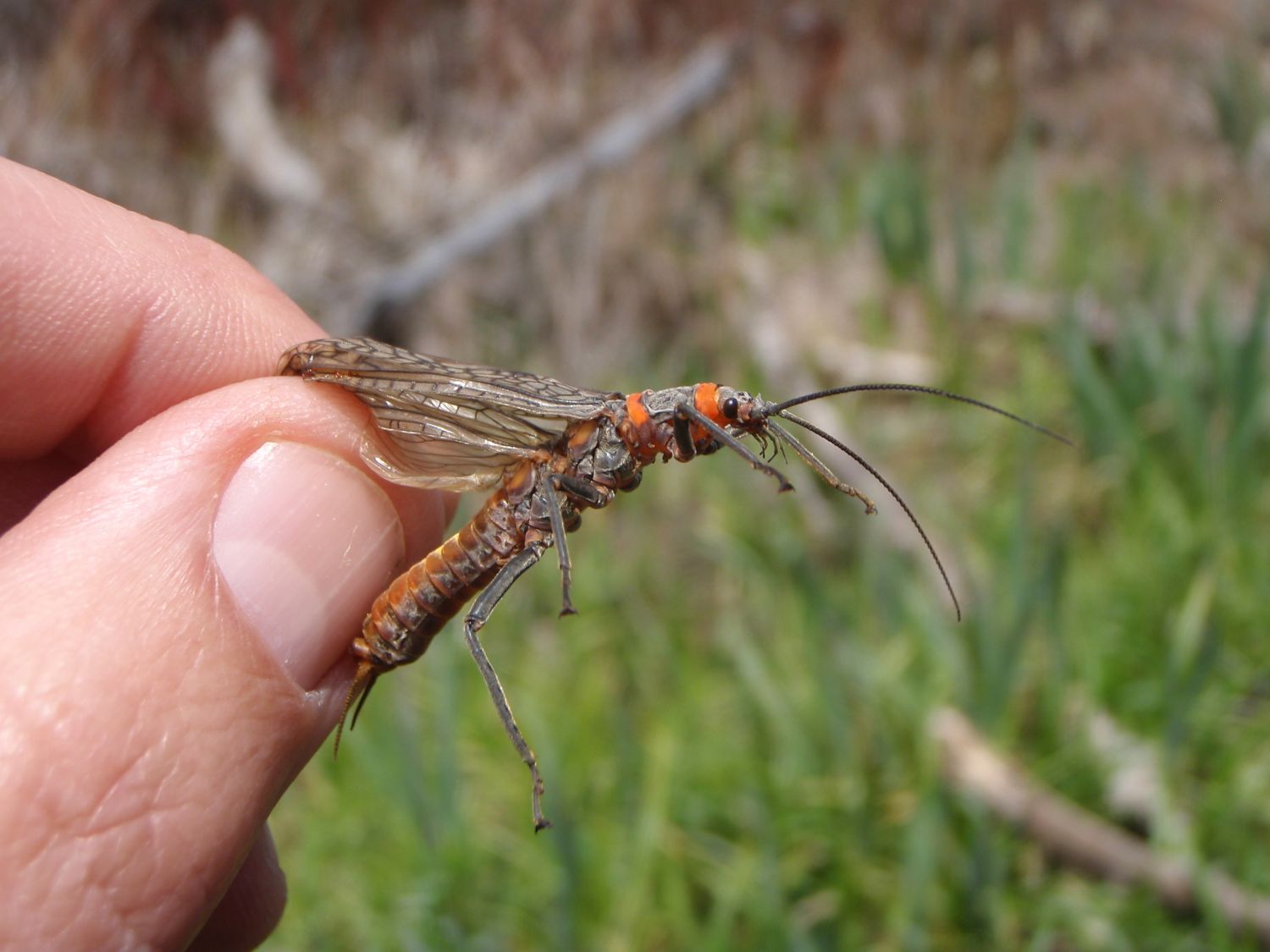 Salmon Flies on the Deschutes River